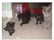 British shorthair cross kittens. We have four adorable....