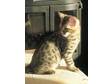 Bengal Kittens - For Sale - Available NOW. The kittens....