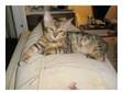 Pedigree Bengal Babies Ready Now. The kittens are really....