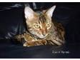Nevaeh Bengals ~ Bengal Kittens ~ For Sale. For....