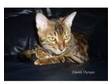 Georgeous Bengal Babies. Nevaeh Bengals For information....