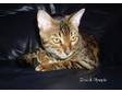 PURE BRED Bengal Kittens. We are expecting some very....