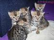 KITTENS FOR Sale Nevaeh Bengals. We are expecting some....