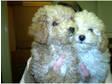 Toy Poodle Puppies for sale 11wks old
