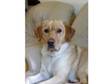 Yellow Labrador Bitch. 6yr old yellow Lab needs a new....