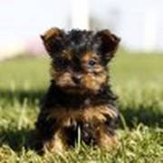 lovely t-cup yorkie puppies for sale