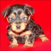 Charming Silky Terriers Pupiies for a caring and lovely home