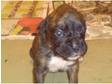 ***Boxer Puppies For Sale***