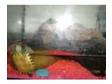 baby terrapin. Baby male terrapin: compleat with tank....