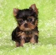 Teacup yorkie  puppies for adoption