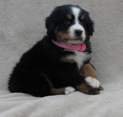 Cute Bernese Mountain Dog Puppies for sale